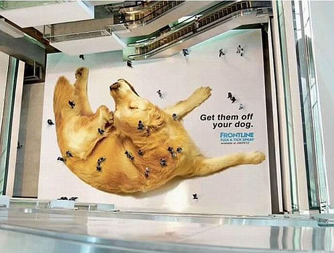 reklama pies